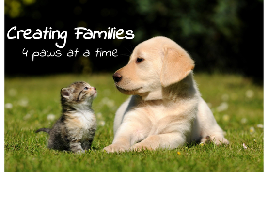 kitten adoption websites